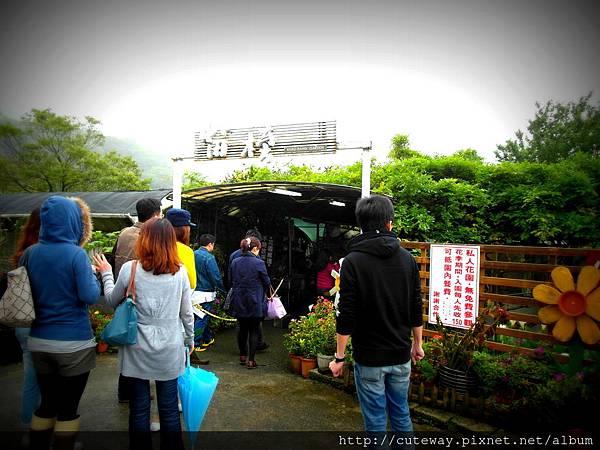 20130420苗榜吃山菜