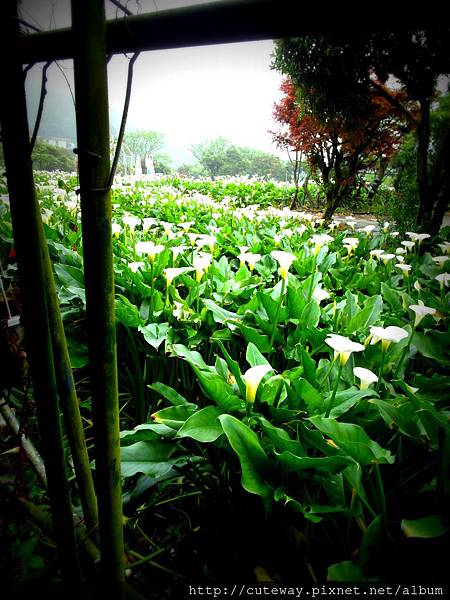 20130420苗榜吃山菜