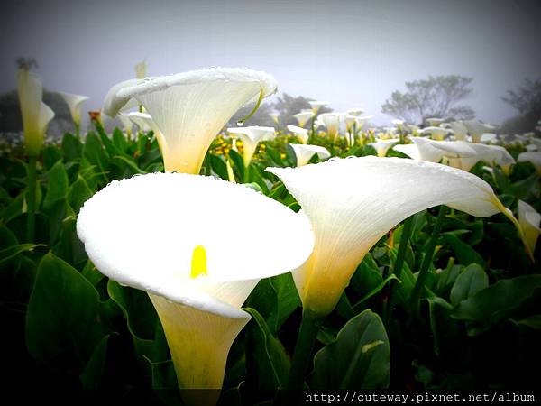 20130420苗榜吃山菜