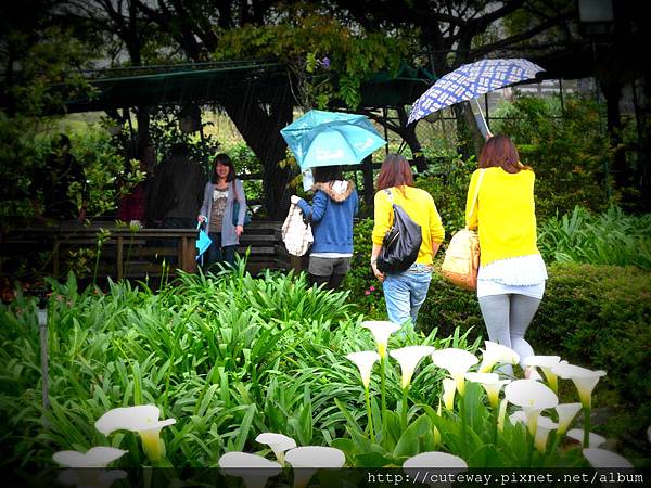 20130420苗榜吃山菜