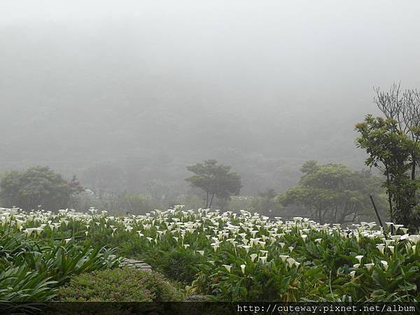 20130420苗榜吃山菜