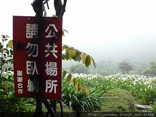 20130420苗榜吃山菜
