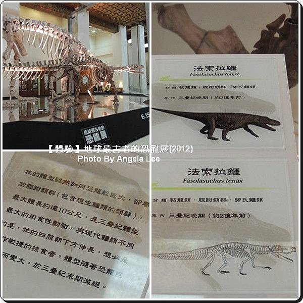 法索拉鱷 法索拉鱷