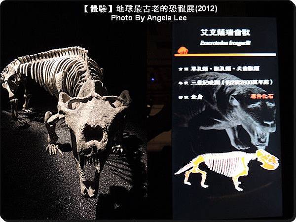 艾克薩瑞齒獸 艾克薩瑞齒獸