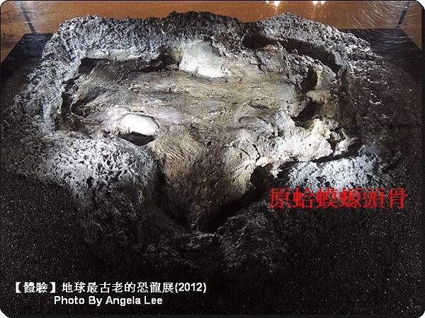 DSCN0444原蛤螈頭骨 DSCN0444原蛤螈頭骨