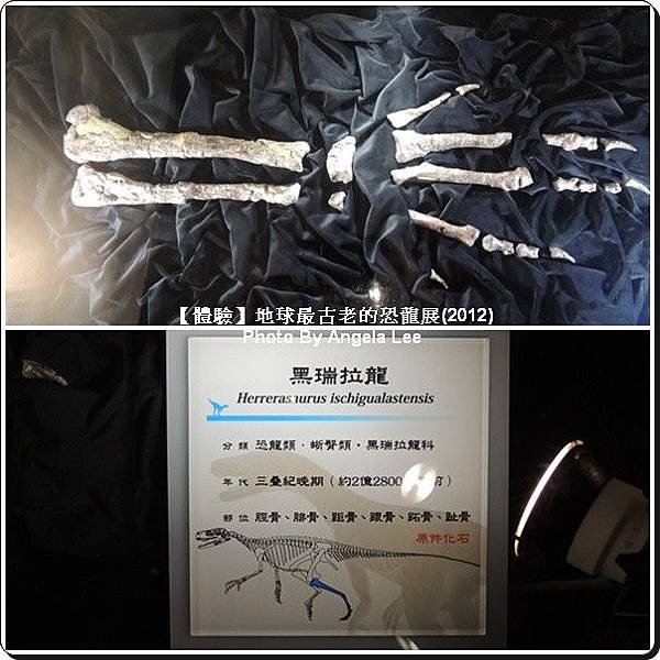 黑瑞拉趾骨