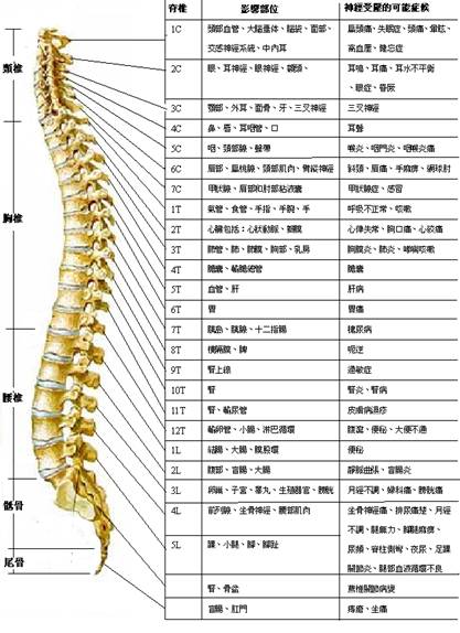 高清脊椎图