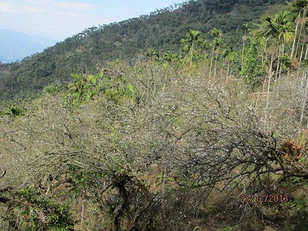 梅嶺之旅20131223 (43)