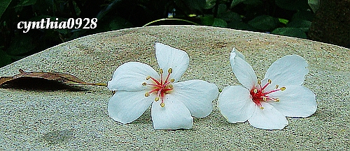 照片 006.jpg 照片 006.jpg