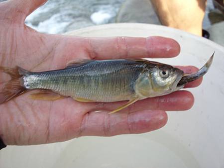 8/17甲魚又上鉤了