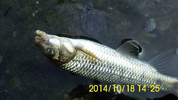 IMG_3431 IMG_3431