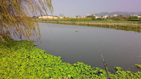史尼氏小魞 史尼氏小魞