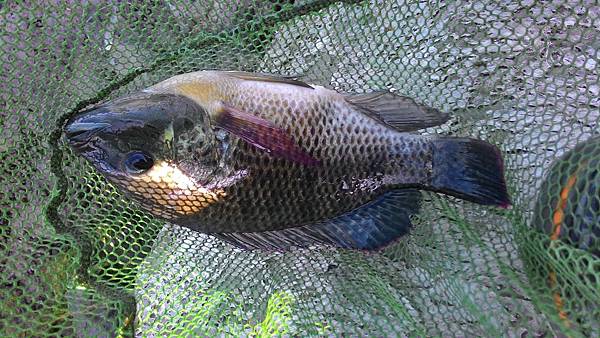 2015第一次重遊鹹水吳郭魚釣點