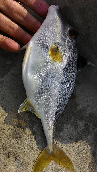 鹹水吳郭魚釣況