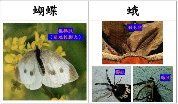蝴蝶 與 蛾 傻傻分不清楚-001.jpg