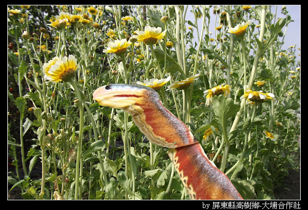 田裡發現有小龍(蛇).jpg