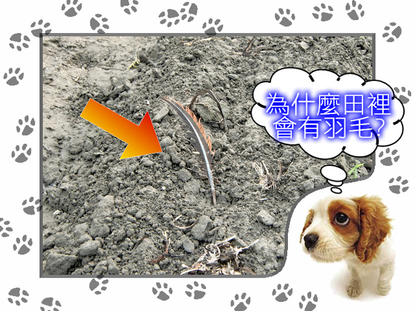 田裡怎麼會有羽毛.jpg 田裡怎麼會有羽毛.jpg