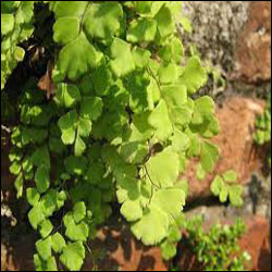 鐵線蕨.bmp