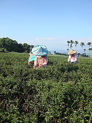 松柏金萱茶收作