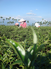 松柏金萱茶收作3