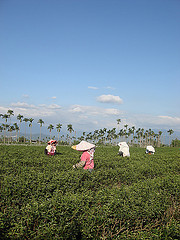 松柏金萱茶收作4