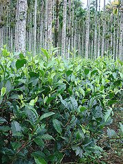 日月潭野放式玉茶生2