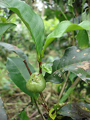 日月潭野放式玉茶生4