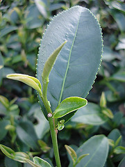 金萱茶的蜜香滋味自於小