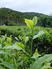 日月潭野放式玉茶