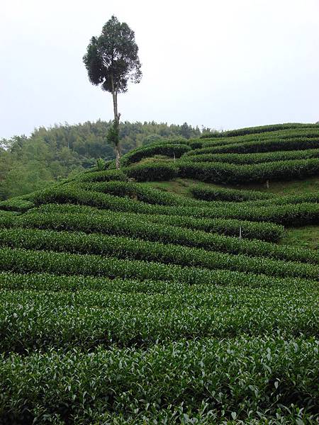 茶園中的樹