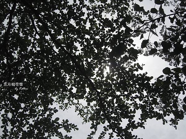 苗栗‧上田咖啡