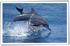 whale_2.jpg whale_2.jpg