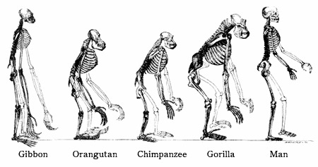 Darwin's Evolution