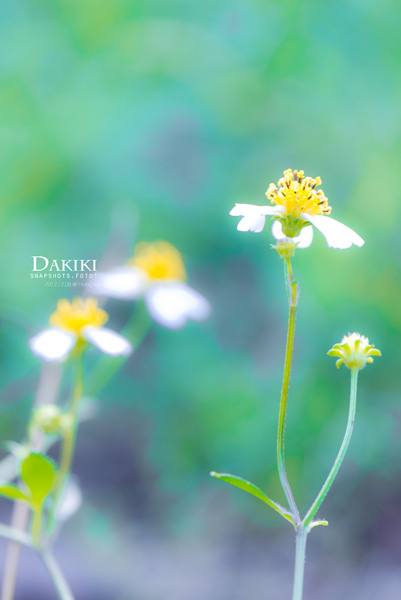 DAKIKI_P1040085