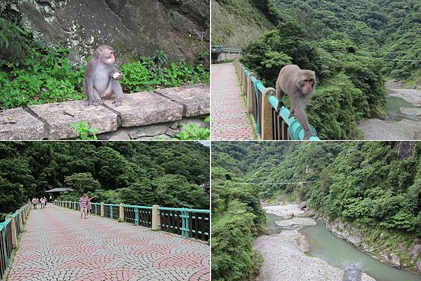 4-泰源幽谷獼猴