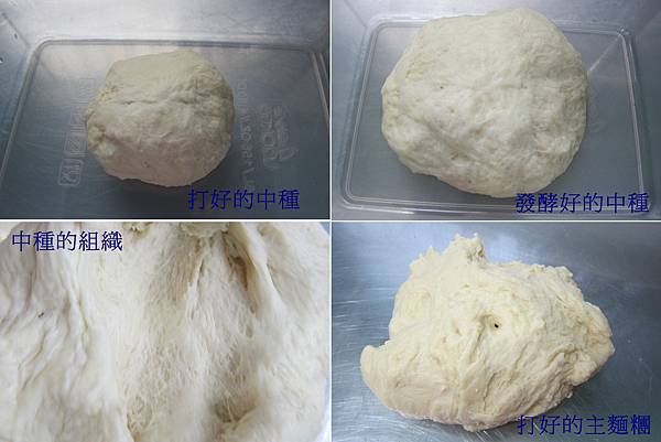 1-中種麵糰