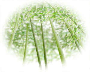 tikurin7.jpg tikurin7.jpg