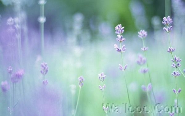 Soft_focus_sweet_flowers_JK030_350A.jpg