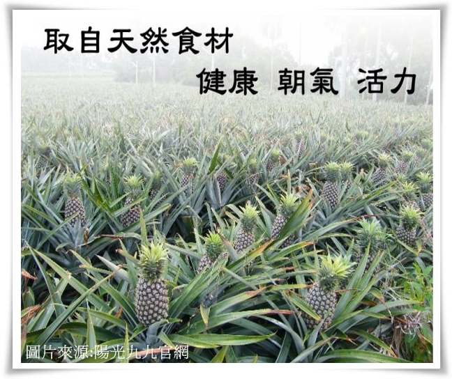 陽光九九1-crop