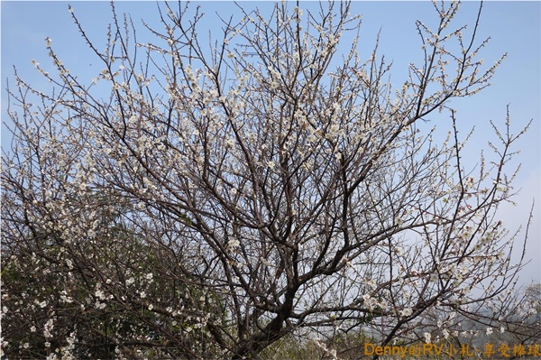 梅花花況約7成 003