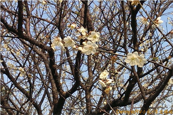 梅花花況 004