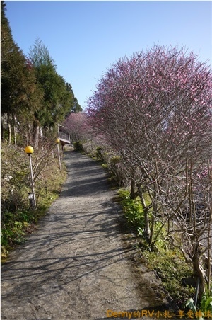 通往上方民宿的小徑 018