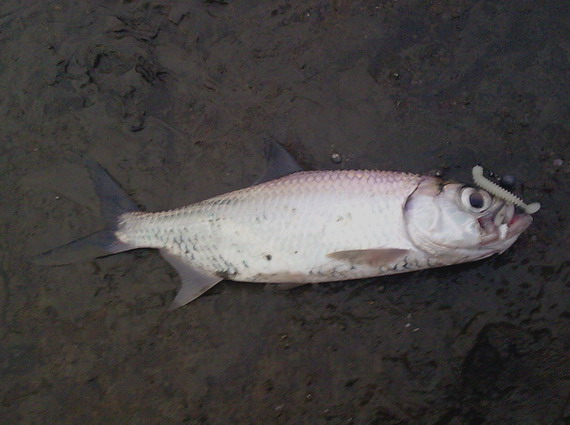 NOKIA0367.jpg NOKIA0367.jpg