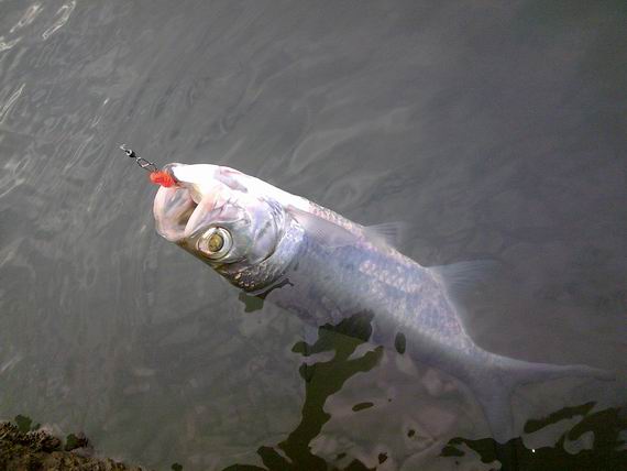 NOKIA0448.jpg NOKIA0448.jpg