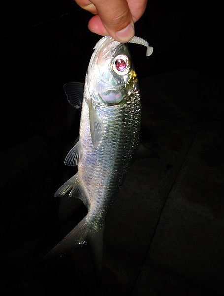 DSC00373.JPG DSC00373.JPG