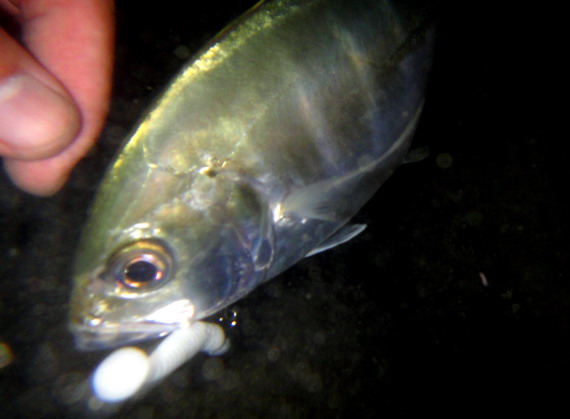 DSC00479.JPG DSC00479.JPG