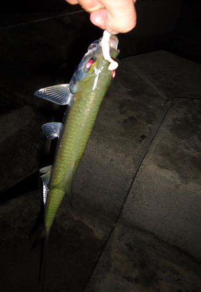 DSC00372.JPG DSC00372.JPG