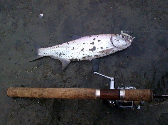 NOKIA0368.jpg NOKIA0368.jpg