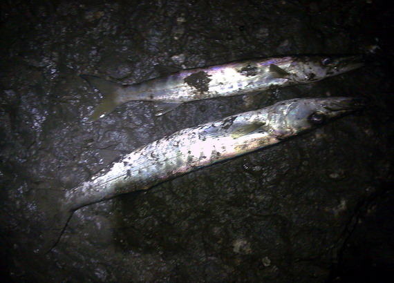 NOKIA0365.jpg NOKIA0365.jpg