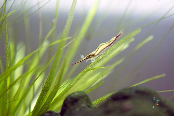 霸王紅長戢槍蝦